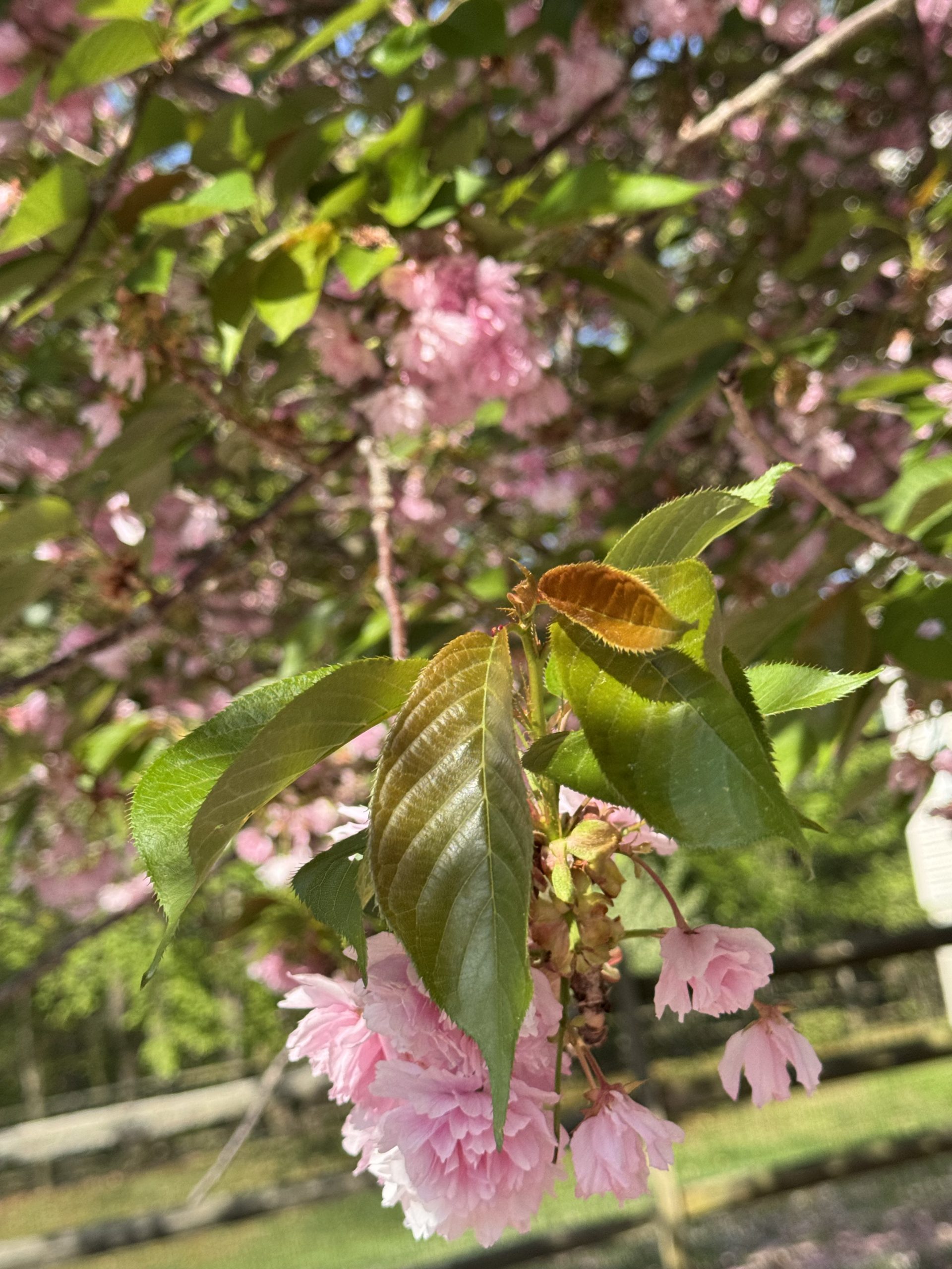 New leaf and pink bloom of flowering cherry tree